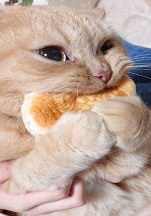 gatito comiendo